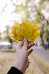 Close-up of hand holding maple leaves