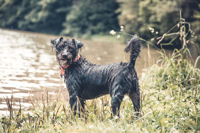 Portrait of black dog on land