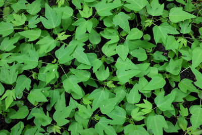 Full frame shot of leaves