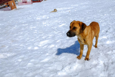 Dogs on snow covered field