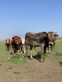 Cows on field against sky