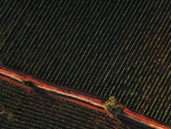 High angle view of agricultural field