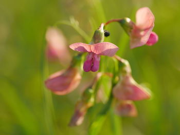 Close-up of pink flowers