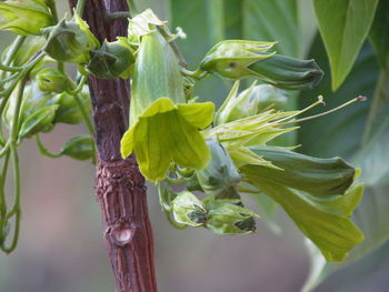 Close-up of plant against tree