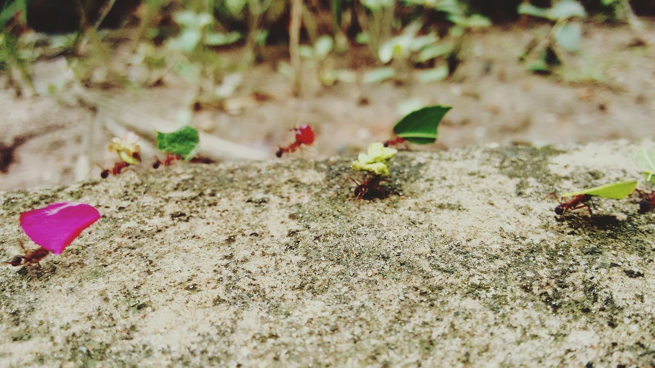 close-up, selective focus, high angle view, sand, ground, dirt, nature, focus on foreground, field, day, rock - object, plant, outdoors, no people, leaf, fragility, growth, stone - object, beach, flower