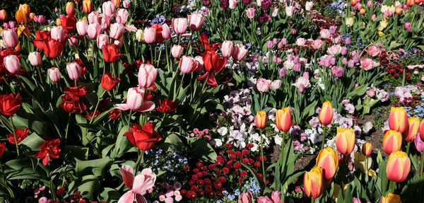 Close-up of red tulip flowers