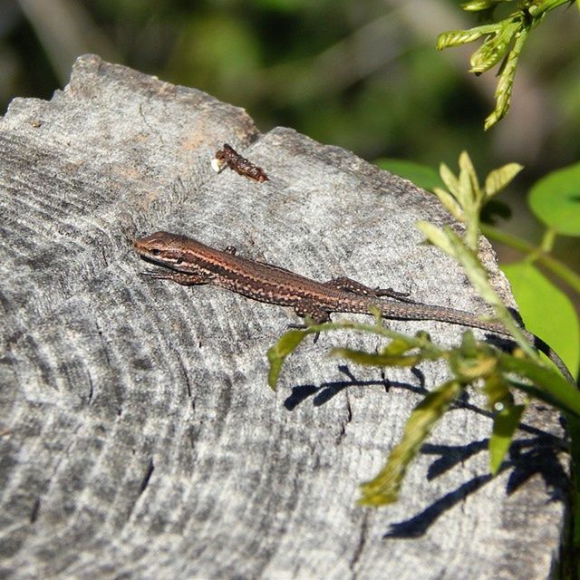 one animal, animals in the wild, animal themes, wildlife, insect, close-up, leaf, nature, lizard, reptile, focus on foreground, wood - material, selective focus, natural pattern, day, outdoors, no people, textured, tree trunk, tree