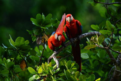 Scarlet macaws perching on branch