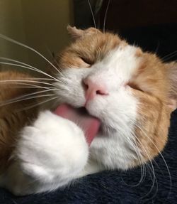Close-up of cat relaxing at home