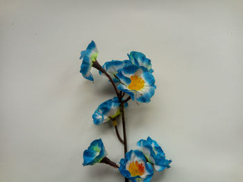 Close-up of multi colored flower against white background