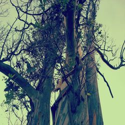 Low angle view of bare trees