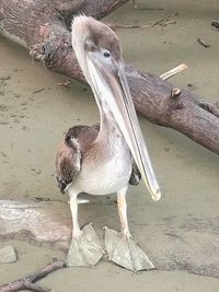 Close-up of pelican