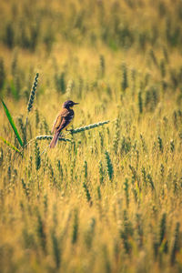 Bird perching on plant in field