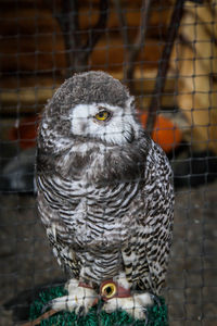 Close-up portrait of owl in cage