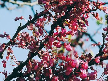 Low angle view of flower tree