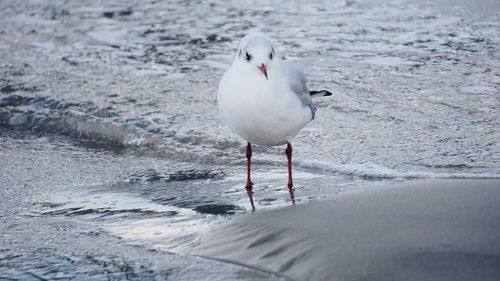 Seagull perching on a beach