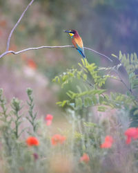 Low angle view of bird perching on tree