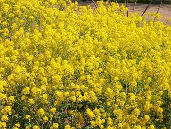 yellow