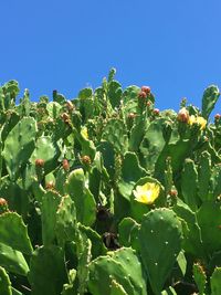 Low angle view of flowering plants against clear blue sky