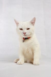 Portrait of white cat sitting on floor