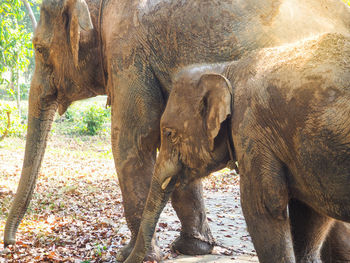 Elephant in a field