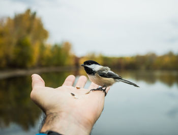 Chickadee  feeding by a lake forest background fall colours nature