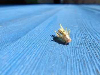 Close-up of insect on wooden plank