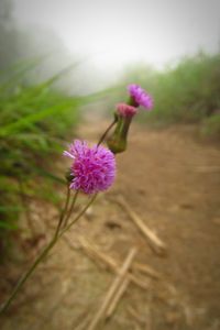 Close-up of flowers blooming in field