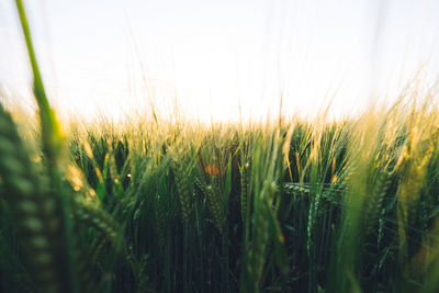 Close-up of wheat field against clear sky