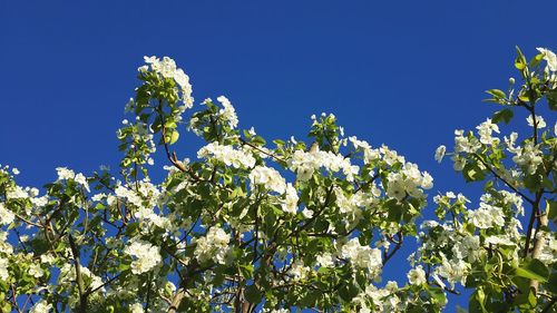 Low angle view of flowers against clear blue sky