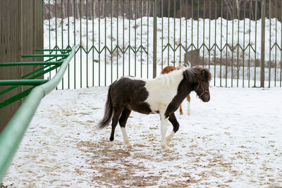 Dogs standing in a fence