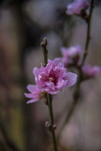 Close-up of pink flowering plant