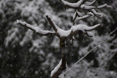 Close-up of frozen plant