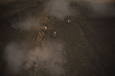 Aerial view of cows grazing on field