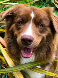 Close-up portrait of dog