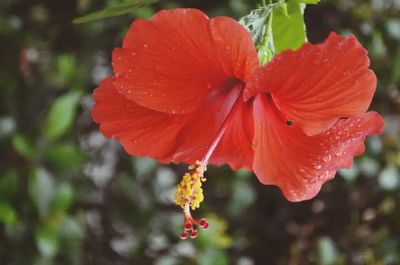 Close-up of red flower