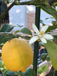 Close-up of fruit growing on tree
