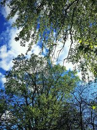 Low angle view of trees in forest