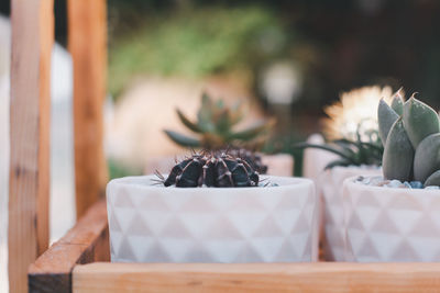 Close-up of potted plant on table