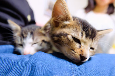 Close-up of cat sitting on bed