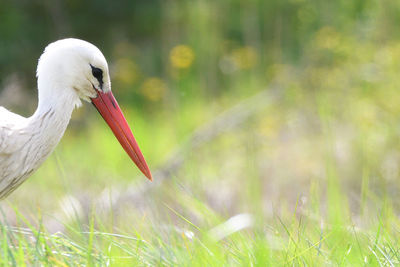 Close-up of a bird on field