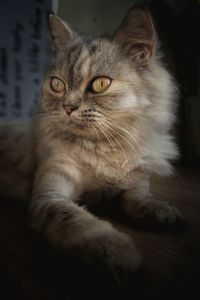 Close-up portrait of a cat looking away