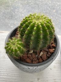 High angle view of succulent plant on table