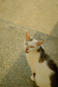 High angle view of cat looking away