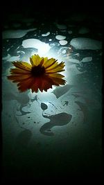 Lotus water lily in pond