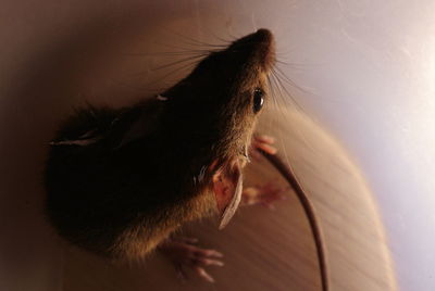 High angle view of rat amidst plastic on wooden table