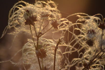 Close-up of flowers against blurred background