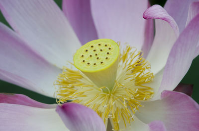 Close-up of pink lily blooming outdoors