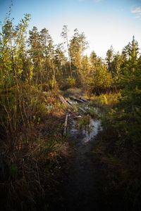 Trees growing on landscape