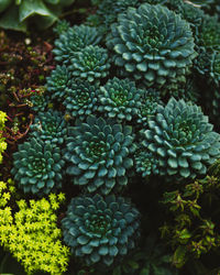 High angle view of succulent plant